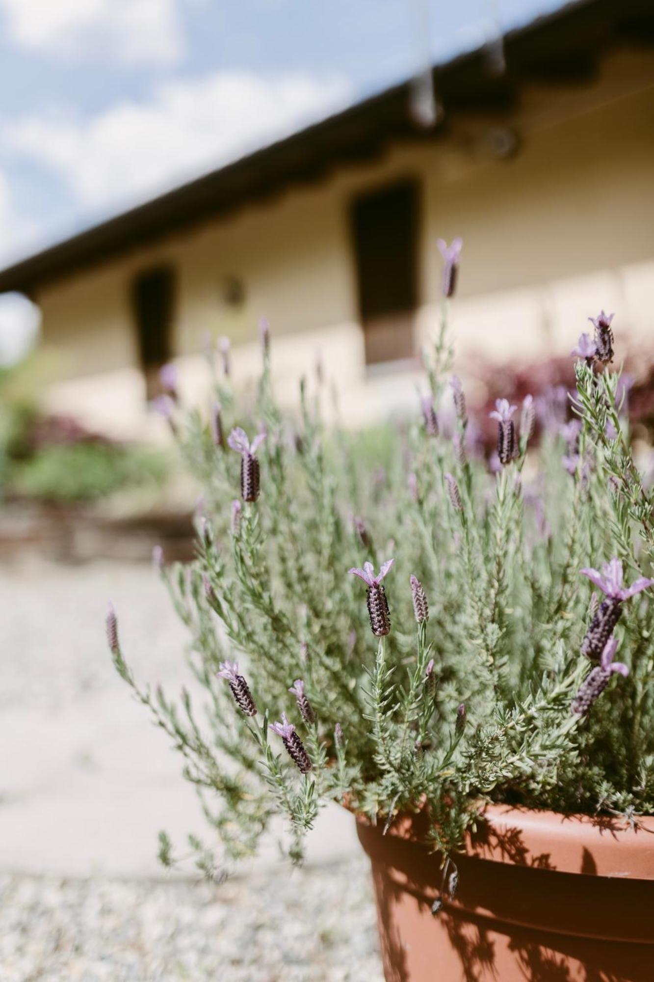 La Casetta Malpensa Guesthouse カーゼ・ヌオーヴェ エクステリア 写真